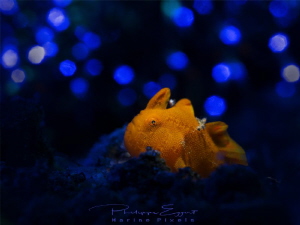 I want to be a rock star!
Frogfish with artificial backg... by Philippe Eggert 